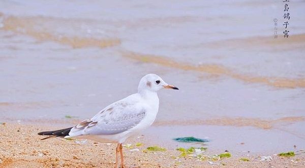 鸽子窝公园-观景台