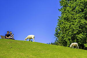 神户市立六甲山牧场