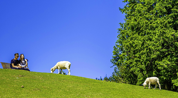 神户市立六甲山牧场