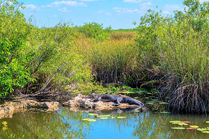 大沼泽地鳄鱼场