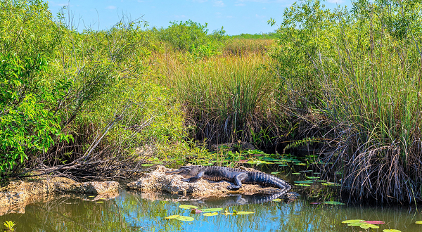 大沼泽地鳄鱼场