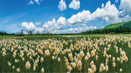 凤凰山国家森林公园第 74 张图片