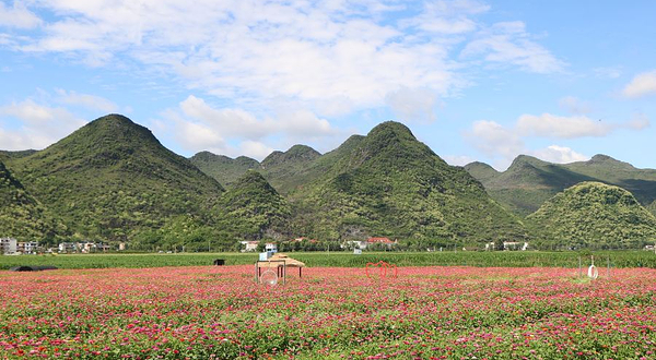 普者黑花海