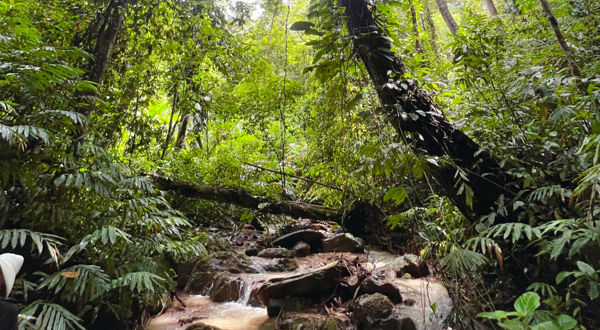 江山之恋雨林徒步