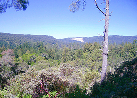 亨利科维尔红木州立公园