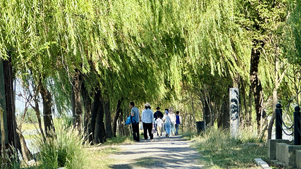 黄海野鹿荡第 10 张图片