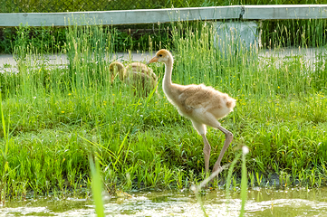 扎龙生态旅游区第 44 张图片