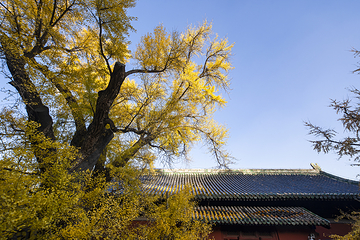 大觉寺第 7 张图片