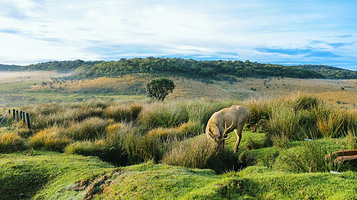 霍顿平原国家公园