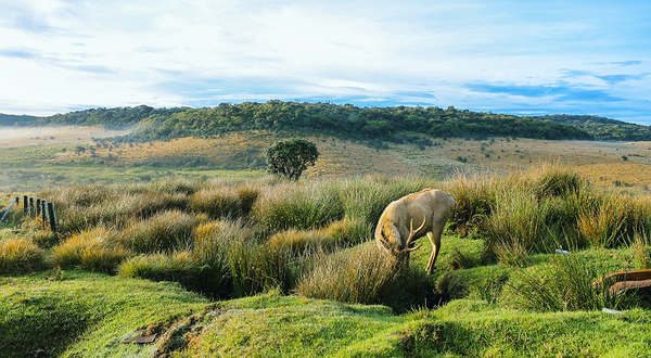 霍顿平原国家公园