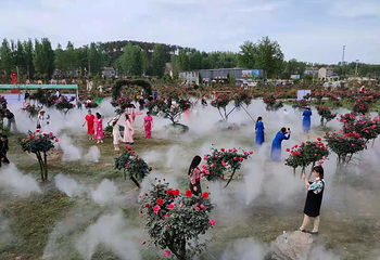 月季花海第 30 张图片