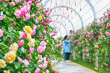 花田厝鲜花艺术小镇第 9 张图片