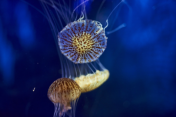 墨尔本水族馆第 30 张图片
