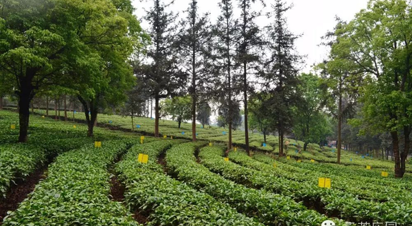 勐海云茶庄园