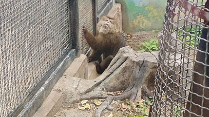 猴山第 1 张图片