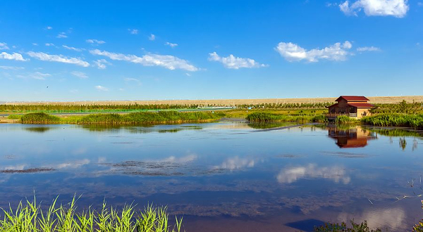 克拉玛依湖湿地