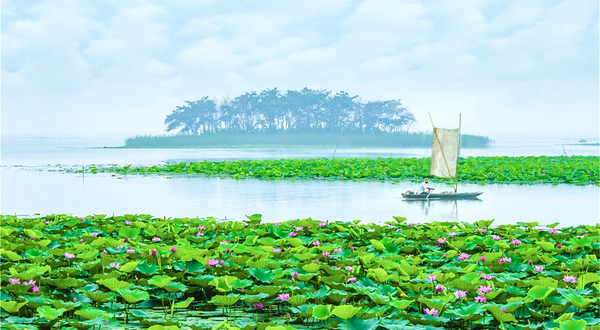 微山湖红荷湿地景区