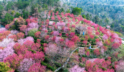 花乡茶谷旅游景区第 5 张图片
