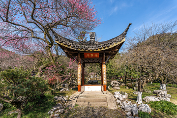 灵峰探梅第 3 张图片