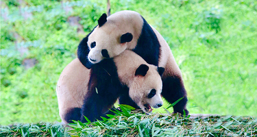 栾川竹海野生动物园