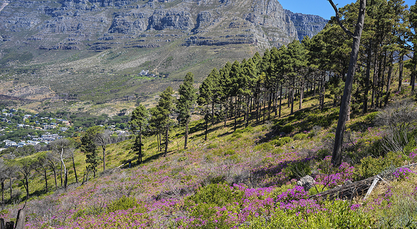 南非桌山国家公园