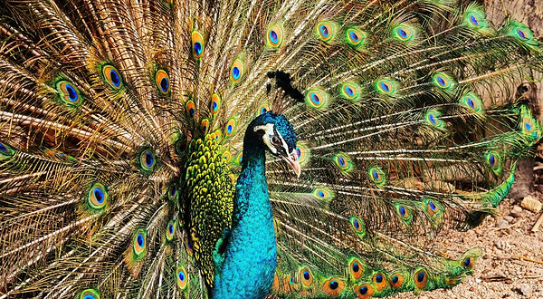 西双版纳孔雀山庄