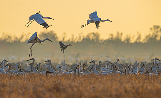 鄱阳湖国家湿地公园
