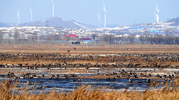 法库獾子洞观鸟站