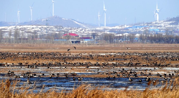 法库獾子洞观鸟站