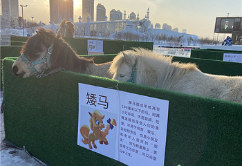 哈尔滨外滩雪人码头第 59 张图片