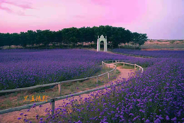 宁夏薰衣草庄园(兴庆区沙漠运动公园)第 11 张图片