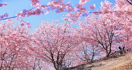 大田屏山·仙居山樱花园第 1 张图片