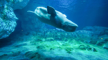 珠海长隆海洋王国-海豚湾