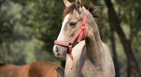 茶马古道安中马场