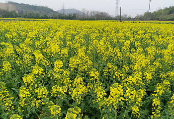 龙潭花谷第 15 张图片