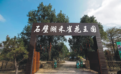 石壁湖禾雀花王国第 5 张图片