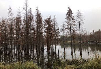 白鹭湾国家城市湿地公园第 8 张图片