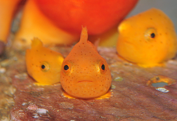 小樽水族馆第 14 张图片