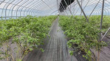 中国伊春友好蓝莓基地