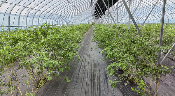 中国伊春友好蓝莓基地