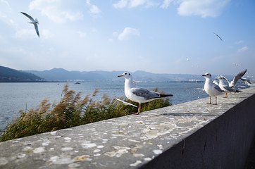 海埂大坝第 19 张图片
