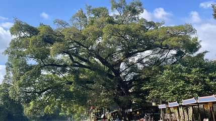 福建土楼(南靖)云水谣景区-古树名木第 1 张图片