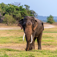米内日亚国家公园
