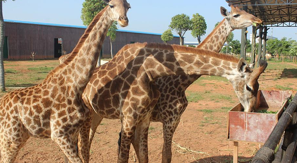 平南雄森动物大世界