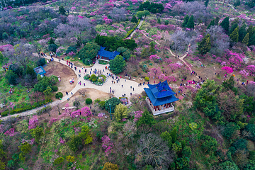 梅花山第 15 张图片