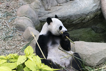 下渚湖熊猫园第 6 张图片