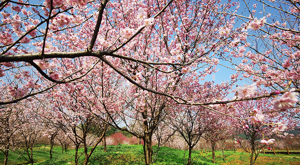 湘潭七彩樱花园