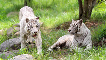 上海野生动物园-车入区