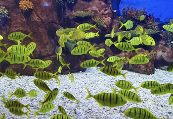 长沙海底世界第 43 张图片
