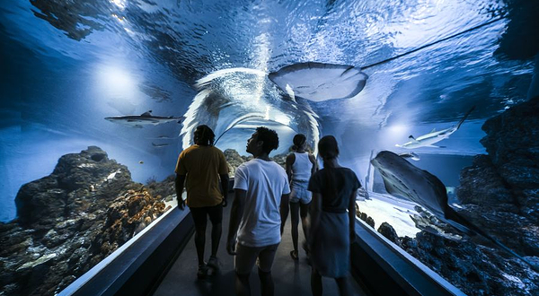 凯恩斯水族馆